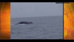 Comisión Ballenera Internacional comenzó en Panamá reunión anual