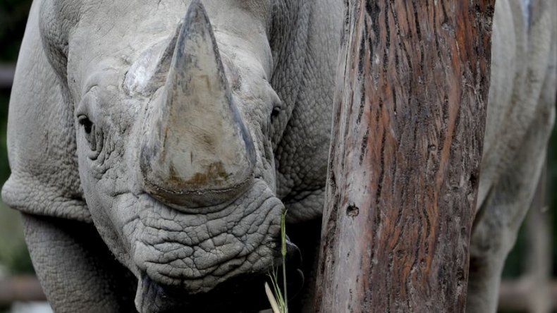 Muerte de jirafa y rino causa alarma en zoo de Buenos Aires