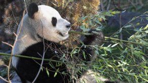 Presentan pandas gigantes que China prestó a zoológico escocés