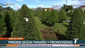 Una familia en Volcán se dedica a comercializar arbolitos de ciprés para esta Navidad