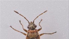 Hallan insecto desconocido en jardines de Museo de Londres