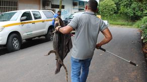 Según MiAmbiente hay 90 zoocriaderos certificados.
