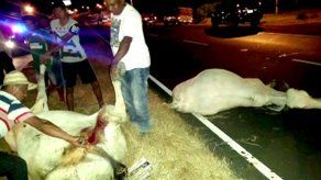 Vacas en soltura fueron atropelladas por bus de pasajeros en Chame