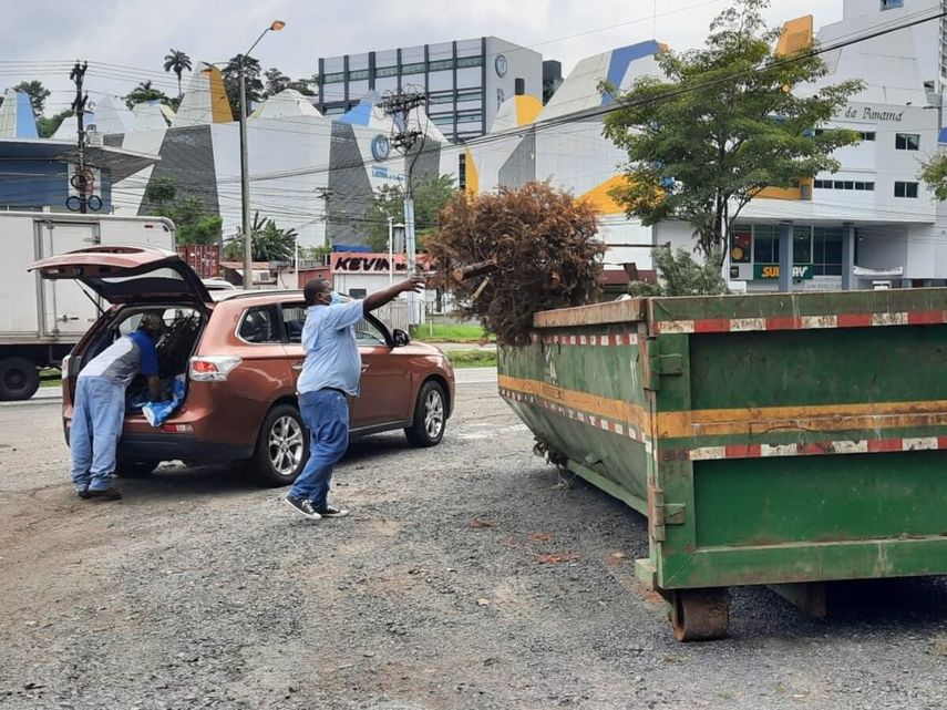Uno de los centros de acopio de arbolitos de Navidad estará ubicado en la Tumba Muerto.