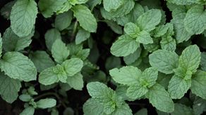 Hierba que ayuda a generar colágeno.