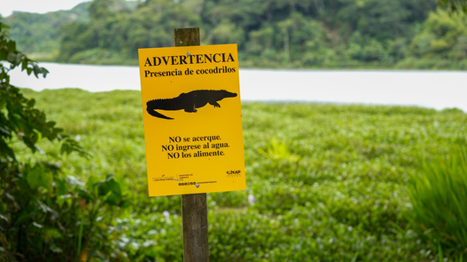 MiAmbiente refuerza medidas de prevención por presencia de cocodrilos en la ciudad. MiAmbiente refuerza medidas de prevención por presencia de cocodrilos en la ciudad.
