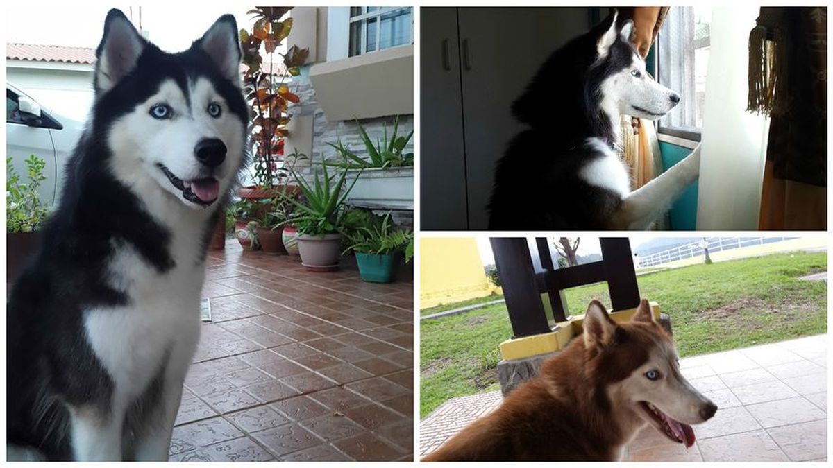 Beneficios de tener un Husky Siberiano en casa