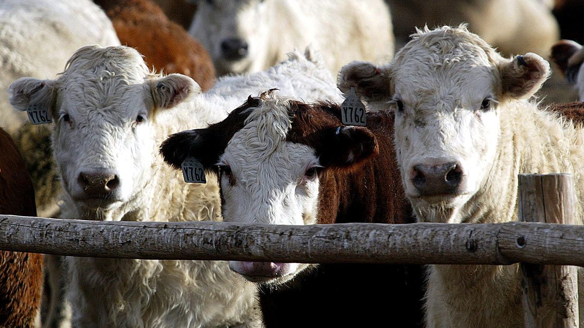 Las cámaras deberán cubrir las instalaciones en las que se encuentren animales vivos, incluyendo las zonas de descarga, los pasillos de conducción y las zonas donde se aturde y se desangra hasta la muerte a los animales.