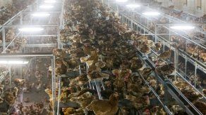 Suiza prohíbe el triturado de pollos vivos