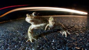 Decomisan en Perú 1.520 sapos que iban a ser usados como afrodisíaco