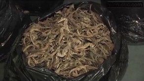 Incautan 20 mil caballitos de mar secos en Panamá