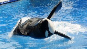 SeaWorld planea nuevos hábitats para orcas