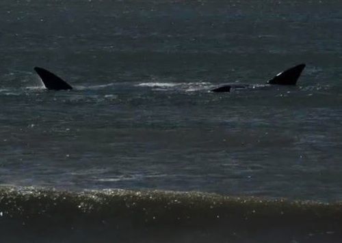 Video: Ballenas de paso en Uruguay