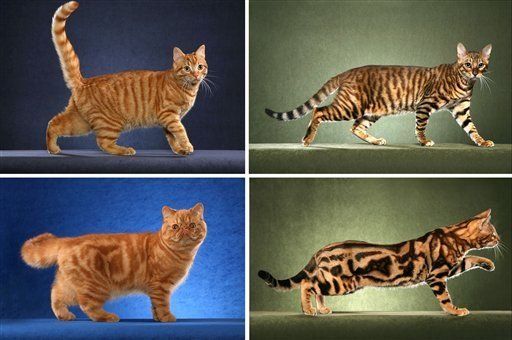 Detectan gen que determina rayas o motas en gatos