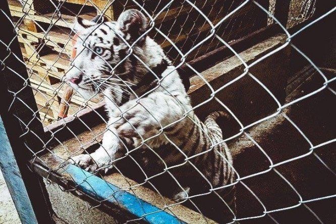 Miles de animales salvajes decomisados tras operativo mundial