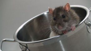 Las ratas se quitan la resaca con la hormona del amor