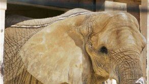 EU: planes de enviar elefante a México causa debate