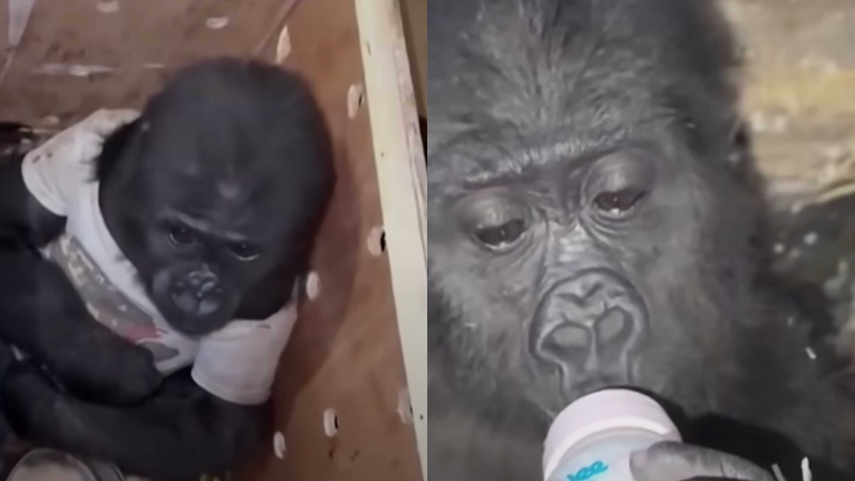 Tierno bebé gorila es rescatado dentro de una caja.