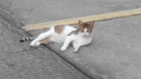 Universidad de Panamá busca solución para sobrepoblación de gatos