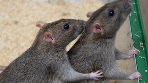Descubren que las ratas comunes se ayudan de forma recíproca como los humanos