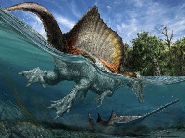 El Spinosaurus aegyptiacus, el mayor depredador del Cretácico, sabía nadar