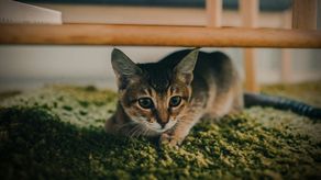 La pirotecnia puede causar miedo y estrés en las mascotas.