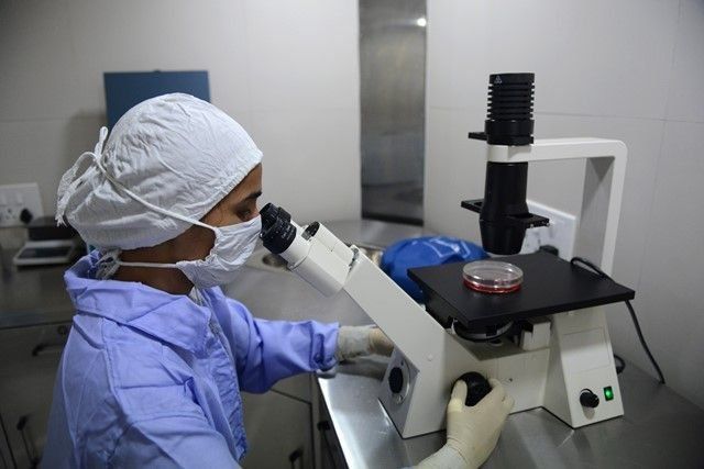 Científicos españoles y de EEUU crean minirriñones con células madre