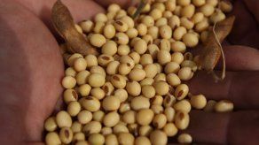 5 alimentos que ayudan a prevenir el cáncer