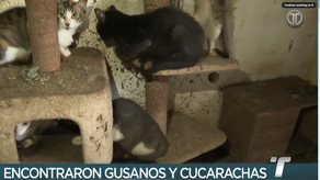 ¡Desalmados! Abandonan a más 150 gatos en una residencia en Chilibre.