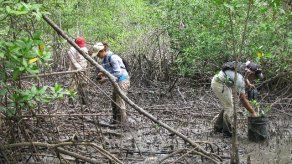 Jornada de reforestación de la ANAM llegó a Bahía Chame