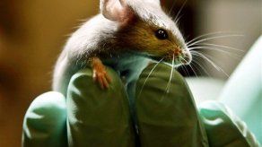 Expertos: No importar animales afecta ciencia en Reino Unido