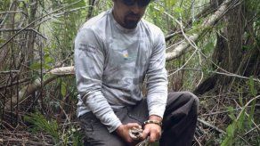 Florida: hallan pitón birmana con venado adentro
