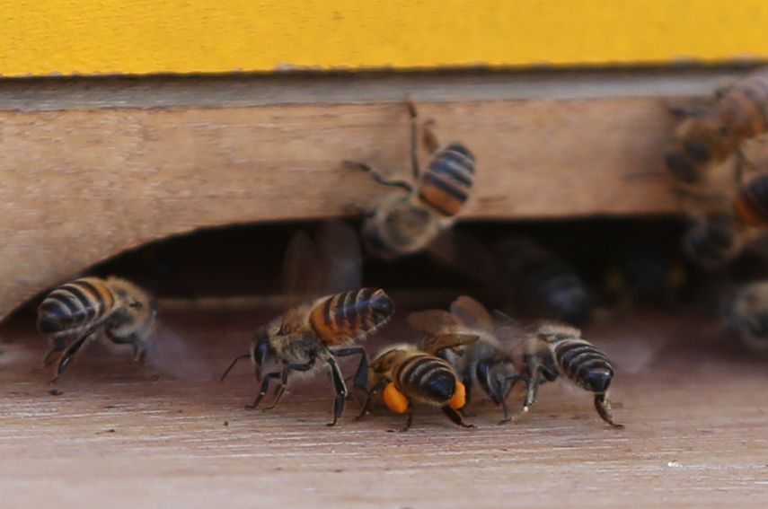 Dos personas sufren picaduras de abejas en Arraiján