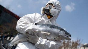 Trescientas personas intoxicadas en Holanda y EEUU por salmón