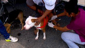 Más de 100 mascotas fueron vacunadas en jornada en Don Bosco