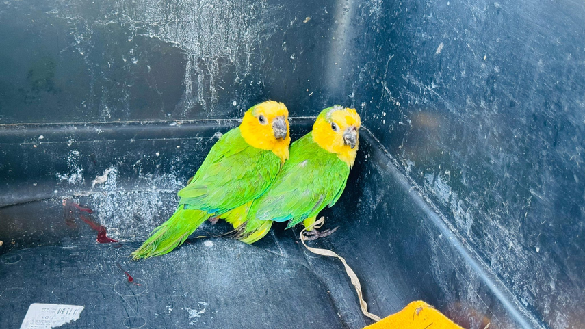 MiAmbiente rescató a dos periquitos que estaban siendo vendidos a orillas de la Panamericana.