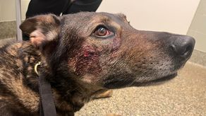 El perro, llamado Cort, fue llevado a un hospital veterinario para recibir tratamiento y se recupera en casa.