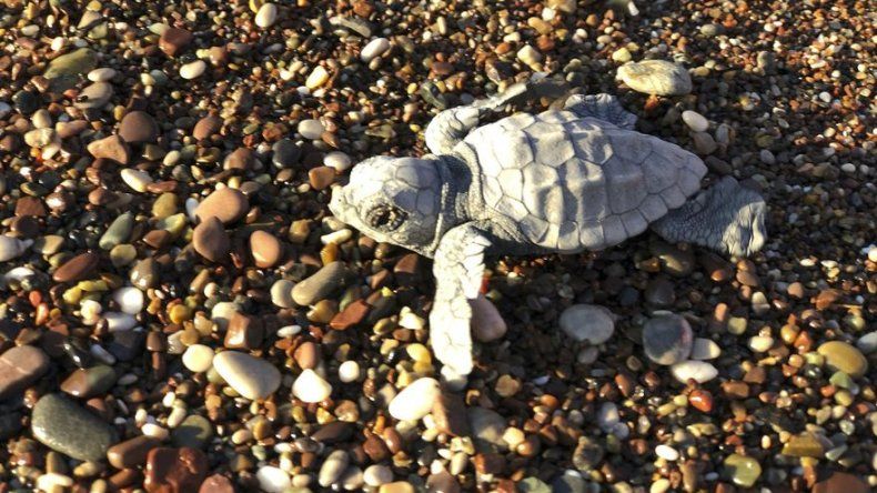 Trump modifica ley que protege a especies de la extinción