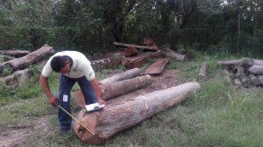 Decomisan madera de teca en Herrera