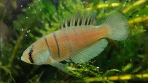 Descubren en Brasil una especie de pez cuyo ciclo de vida depende de charcos