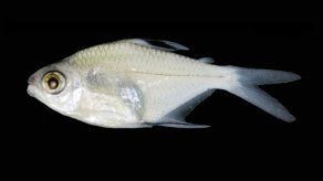 La especie de sardina redescubierta tiene cinco dientes tricúspides en la premaxila interna, escamas que cubren la base de aleta caudal, una línea lateral incompleta, dos manchas humerales y una aleta anal con una banda negra oblicua.