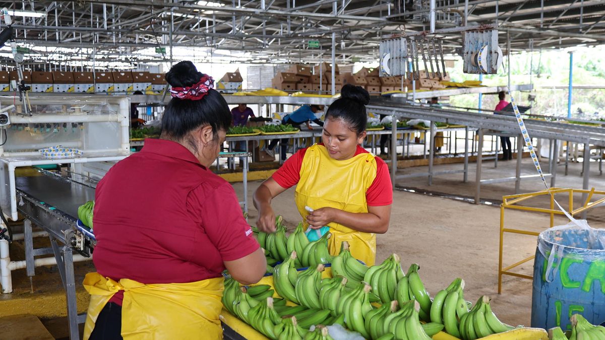 Chiquita prueba producción de banano Chiquita prueba producción de banano