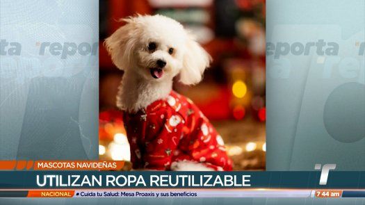 TR Verde: Ropa de materiales reutilizables para mascotas