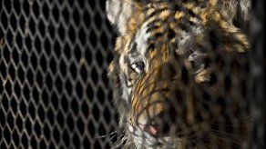 Albergue cuidará de tigre encontrado en una casa en Houston