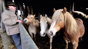 Varios detenidos en España en una operación contra el tráfico de carne de caballo