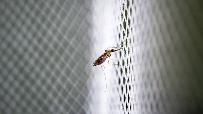 A través de su picadura los mosquitos pueden transmitir enfermedades como zika