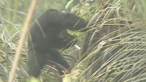 Estudio revela que chimpancés en estado salvaje consumen alcohol de palma