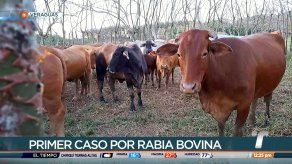 Reportan primer caso de rabia paralítica bovina en Veraguas