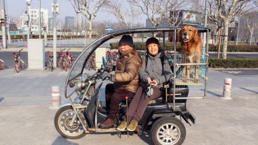 El Año del Perro, una oportunidad para los derechos de los canes en China