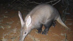 Estudio: oricteropos africanos sufren por cambio climático